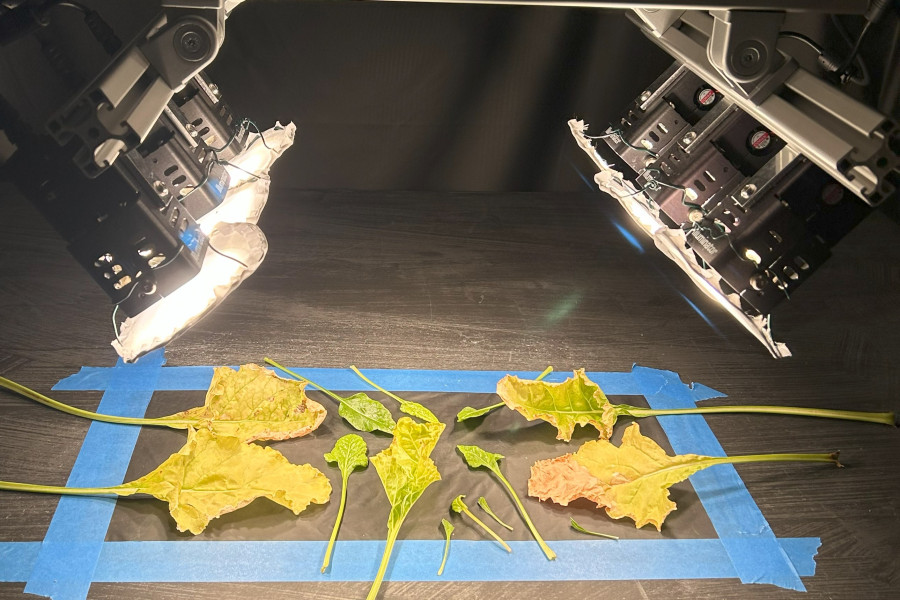 Diseased sugar beet leaves in the light of large lamps. They are surrounded by blue tape and lay within black curtains