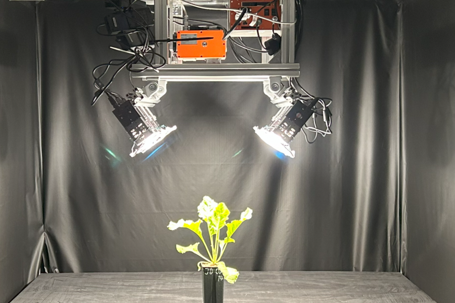 Sugar beet plant in a photobox with black curtains in the spotlight of sensor equipment