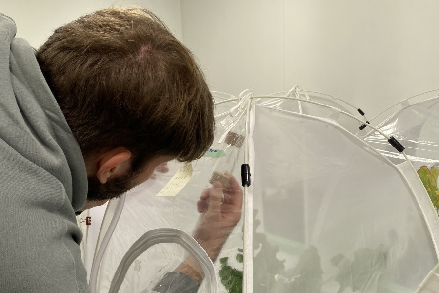 Man reaching into a white tent around a sugar beet plant to transfer cicada