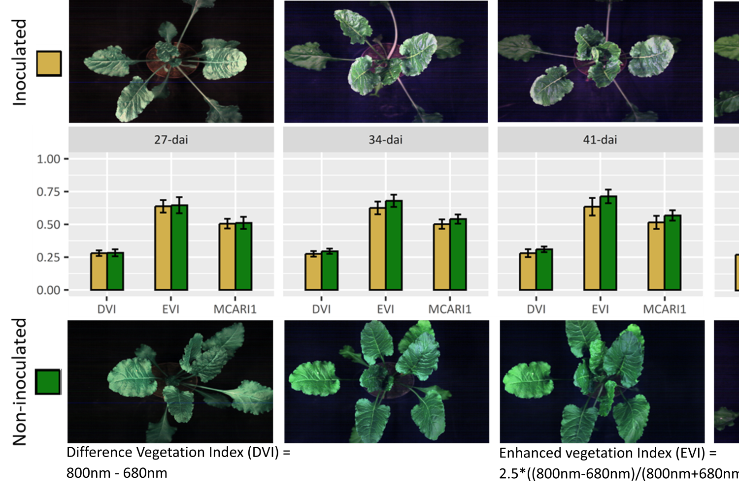 Top and bottom row with different sugar beet plants. In the middle barplots showing differences between healthy and infected plants at different time points