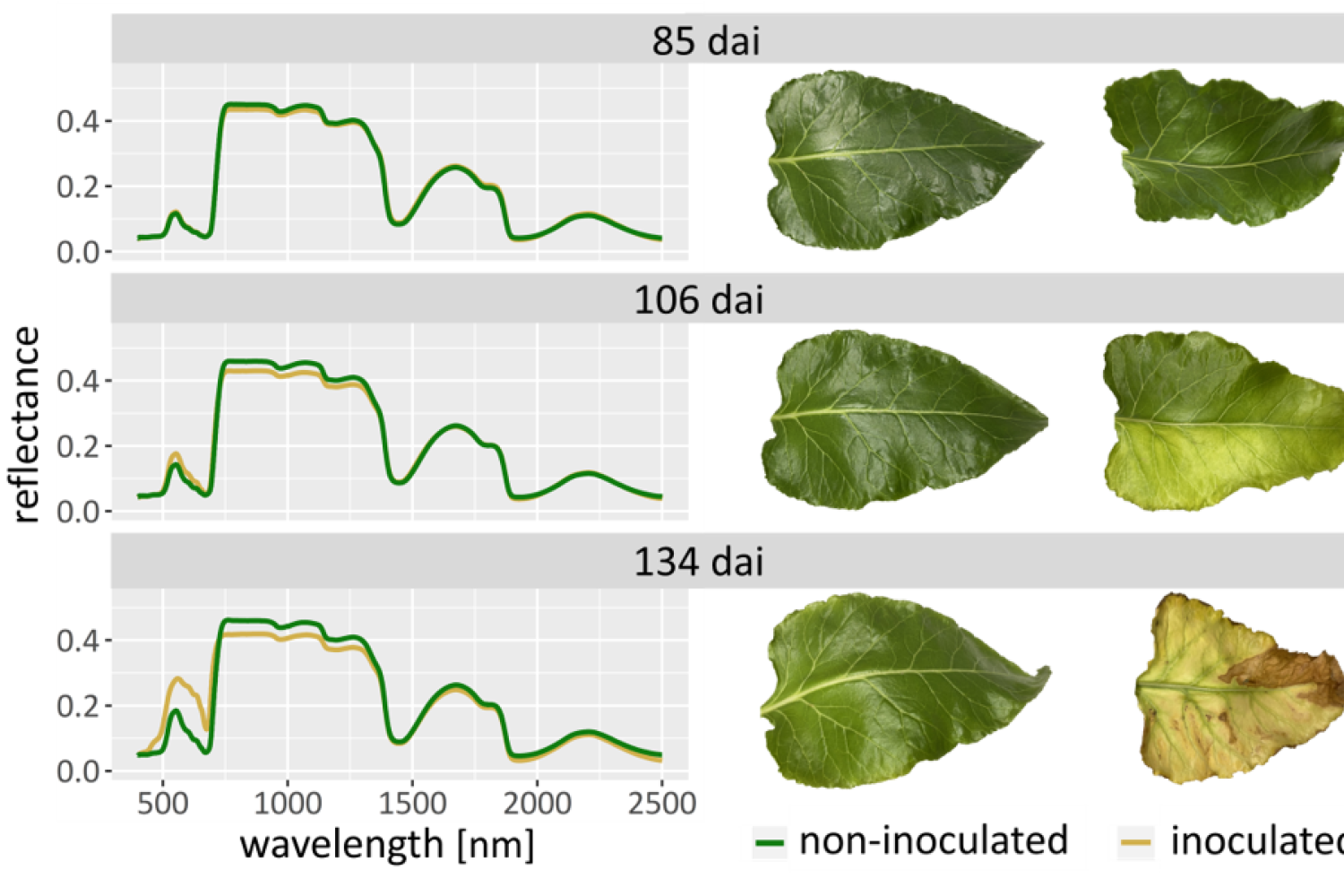 Graphs with spectral signature of leaves at different infection stages and an analysis graph showing, that the stages can be separated