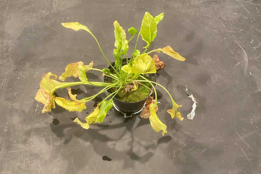 Sugar plant with yellow and curled leaves, not looking well