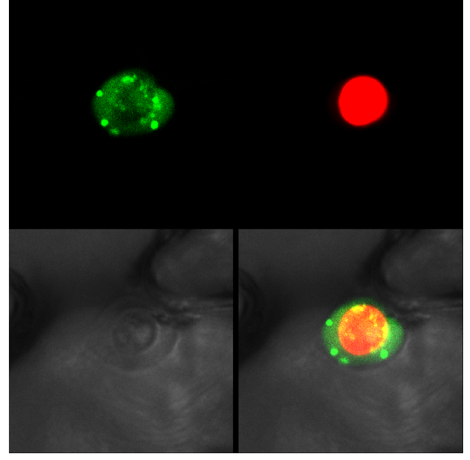 Subzelluläre Lokalisation der Interaktion des viralen Pathogenitätsfaktors p25 von BNYVV mit Aux/IAA2 aus Beta vulgaris (rote Fluoreszenz) zusammen mit einem Zellkernlokalisationsmarker (grüne Fluoreszenz). Die Bilder wurden vier Tage nach der Infiltration in Nicotiana benthamiana-Blätter mithilfe eines konfokalen Laser-Raster-Mikroskops aufgenommen.