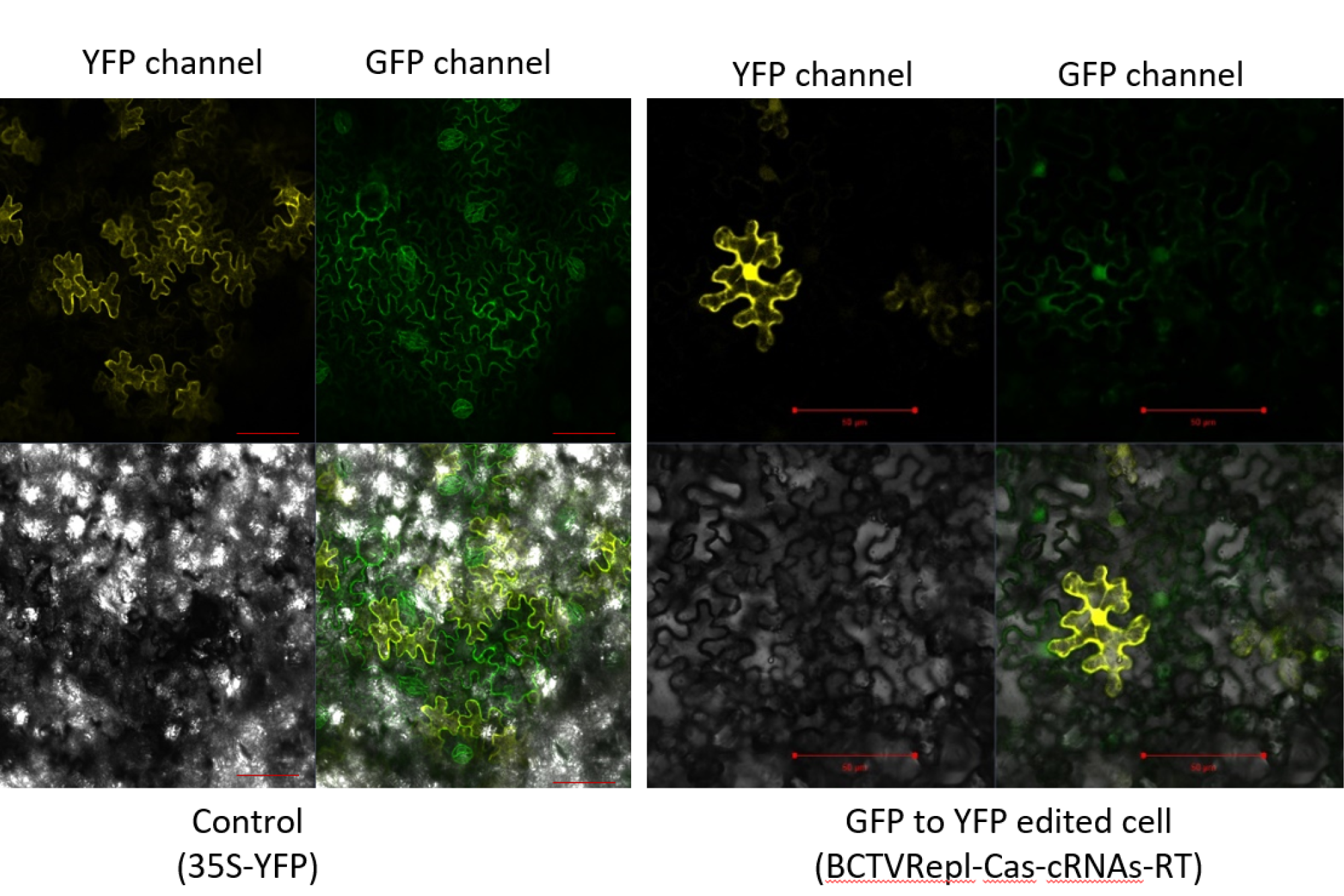 Nachweis der homologen DNA-Rekombination (HDR) von GFP-Modifikation zu YFP-Fluoreszenz unter Verwendung des BCTV-Replikons zur Einbringung von CRISPR/Cas-Komponenten in Pflanzenzellen. Untersuchung der Epifluoreszenz von Blattgeweben mit Hilfe von Spectral Unmixing in der konfokalen Laser-Scanning-Mikroskopie. Für jede Behandlung sind ein Hellfeld eines Blattes (unten links) und ein zusammengefügtes Bild (unten rechts) dargestellt. Maßstabsbalken = 50 μm.