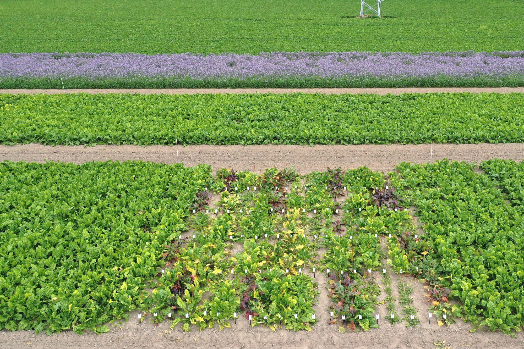 Unterschiedliches Pflanzenmaterial, z.B. rotblättrige Wildrüben aus dem Beta Genpool, wird in Parzellenversuchen auf dem Feld auf Vergilbungssymptome untersucht, die von dem blattlausübertragbaren Pflanzenvirus Beet yellows virus (Abkürzung: BYV) ausgelöst werden. Hierbei wollen wir herausfinden, ob man zwischen den Beta-Genotypen Unterschiede hinsichtlich des ersten Symptomauftretens und der Symptomschwere feststellen kann. So können neue Resistenzquellen für die züchterische Bearbeitung identifiziert werden, um den Landwirten in Zukunft den Anbau von toleranten Sorten zu ermöglichen.