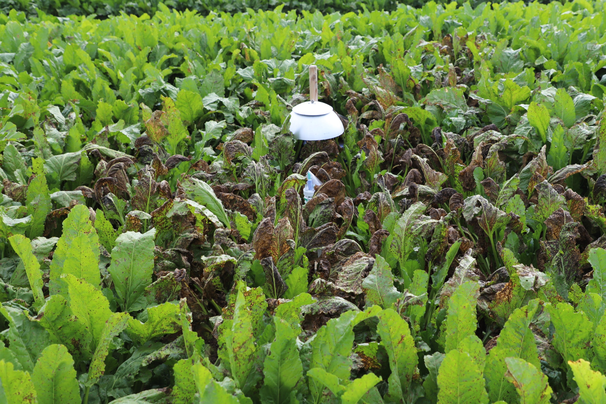 Versuchsfeld mit Zuckerrüben, die von Cercospora-Blattfleckenkrankheit befallen sind, in der Mitte sind ein Sensor und ein Sporensammler zu sehen