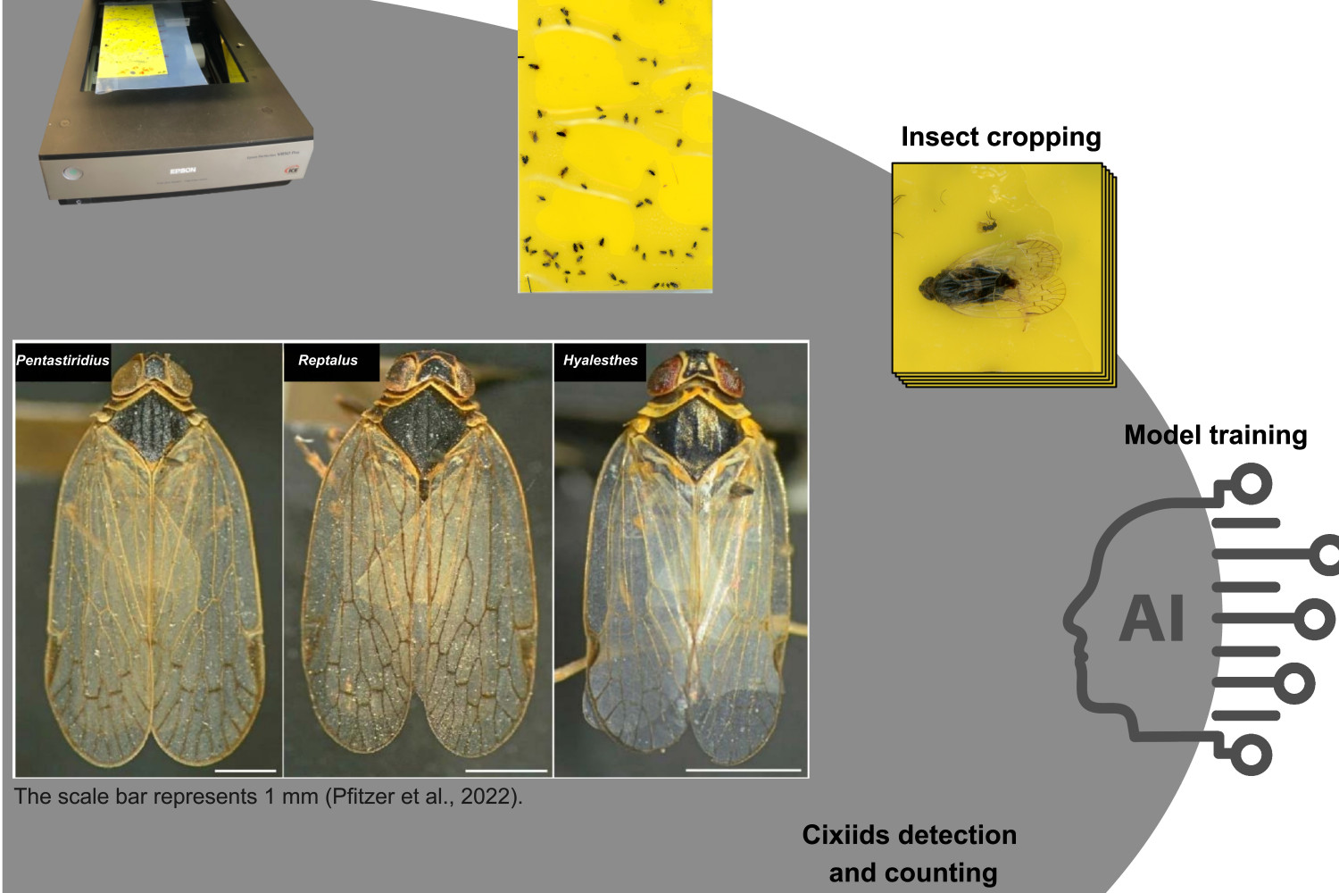 Workflow diagram with yellow sticky traps, planthoppers on the traps and a scanner