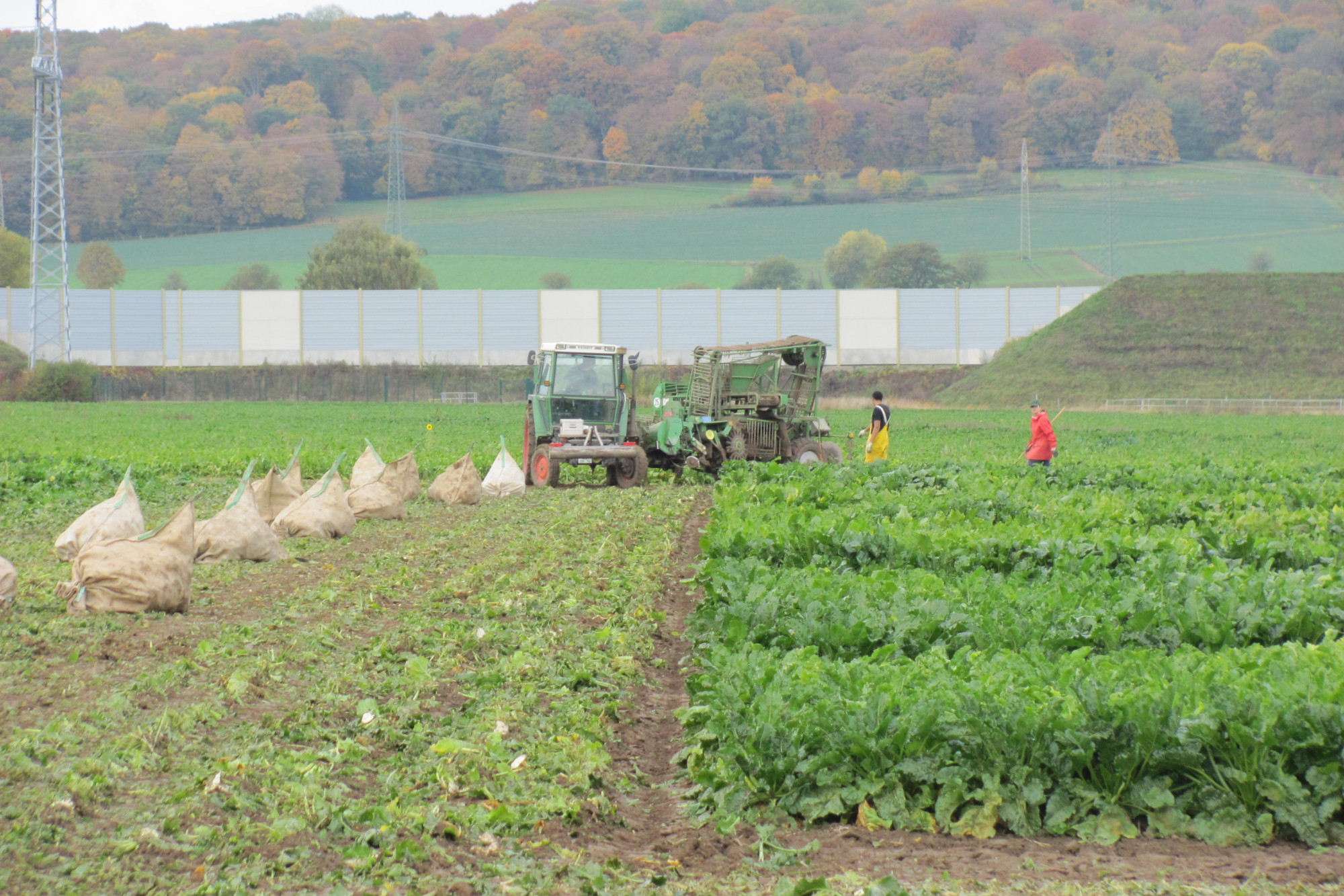 Feld mit Zuckerrüben auf dem geerntet wird, es sind 2 Personen ein Traktor und weiße Säcke mit Rüben zu sehen