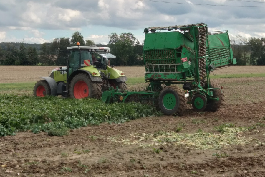 eine alte, kleine Rodemaschine im Feld bei der Rübenernte, eine großer Teil des Feldes ist schon geerntet