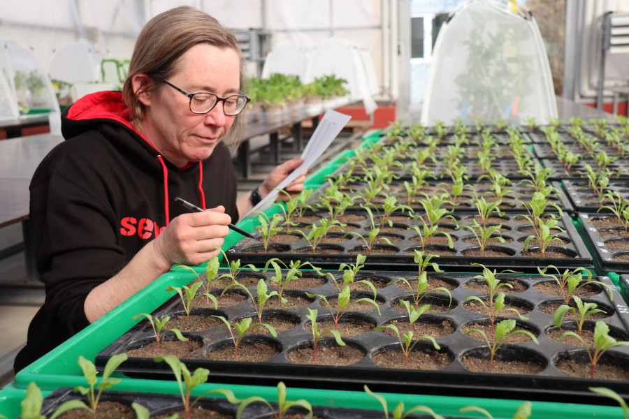 Frau sitzt vor kleinen Pflanzen in flachen Schalen und macht Notizen