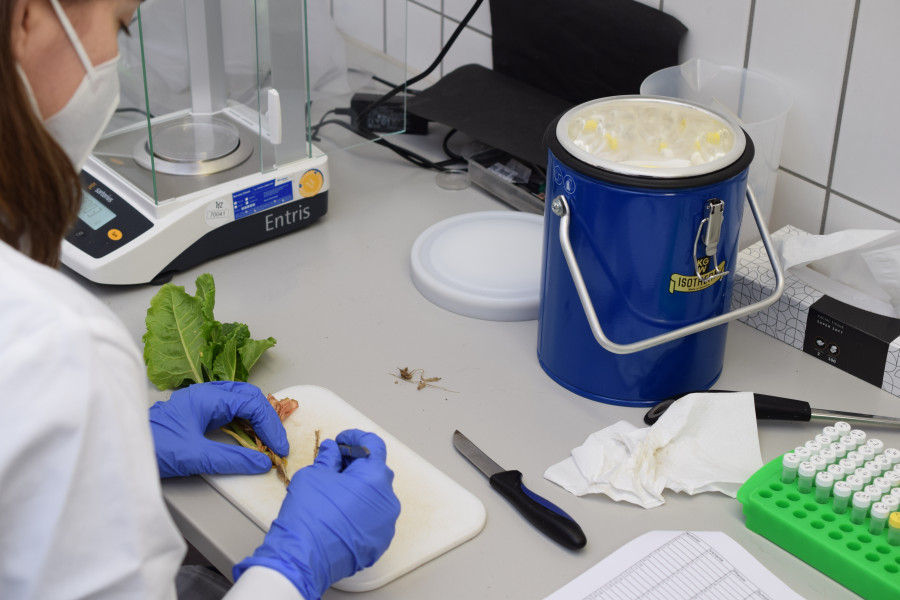 eine Frau mit blauen Handschuhen schneidet die Wurzel einer jungen Zuckerrübenpflanze uf einnem Brett