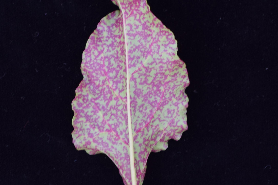 Zuckerrübenblatt vor schwarzem Hintergrund mit roten Farbflecken in der Blattspreite