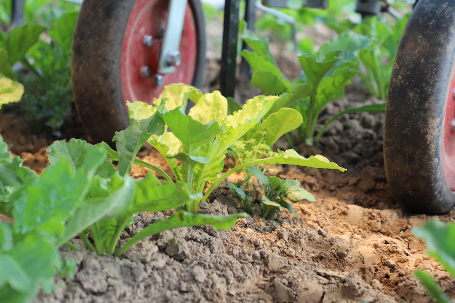 kleine Zuckerrübenpflanzen im Feld, daneben Räder mit Hackwerkzeugen dahinter